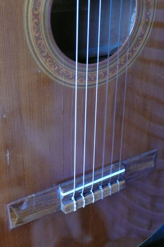 Nieuw benen zadelbeen